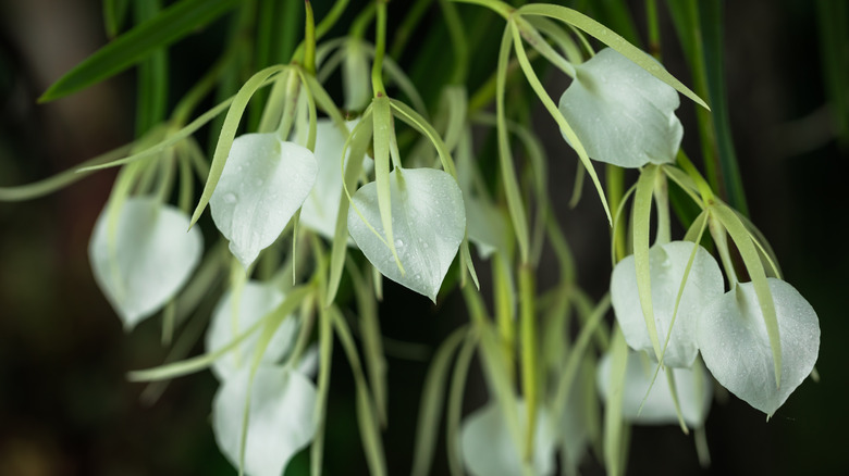 Brassavola orchid with raindrops