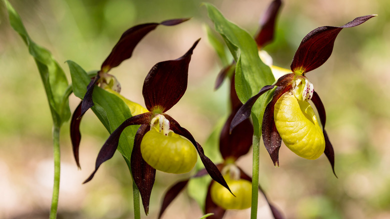 close up of lady's slipper orchids