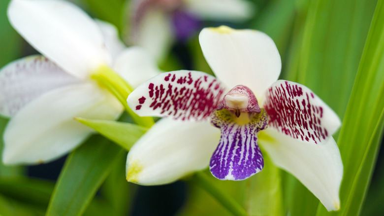 close up of Lycaste Orchid