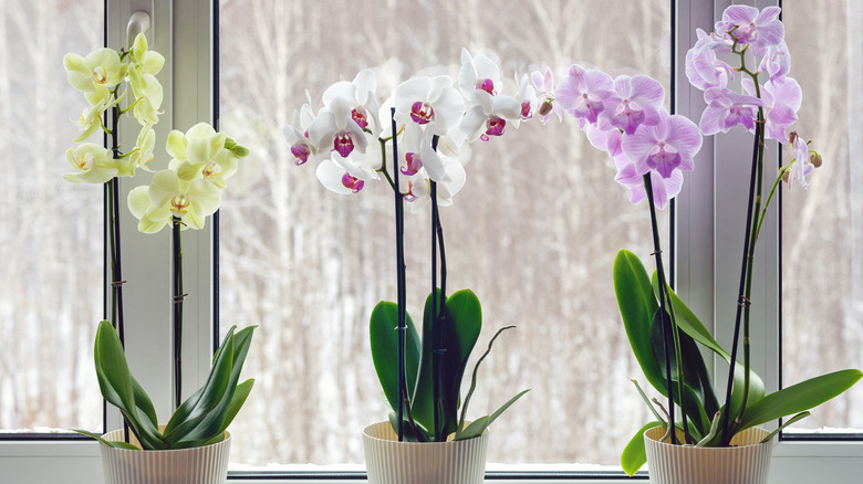 three Moth orchids on windowsill