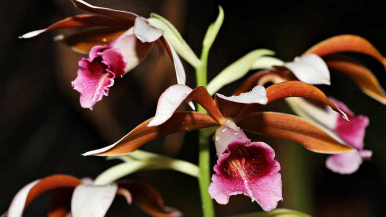 close up of nun's orchid