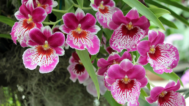 group of pink pansy orchids 