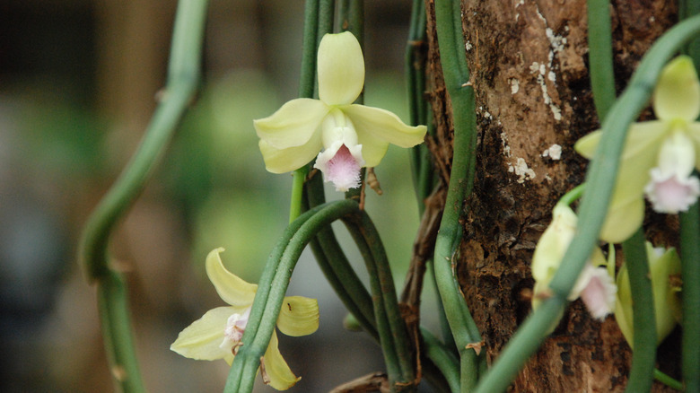 Vanilla orchid growing on a tree