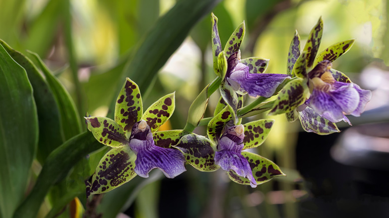 close up Zygopetalum orchid flowers