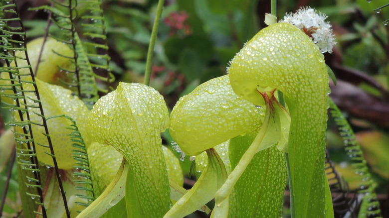 California pitcher plants