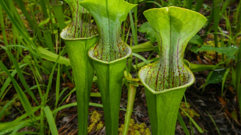 Green pitcher plants