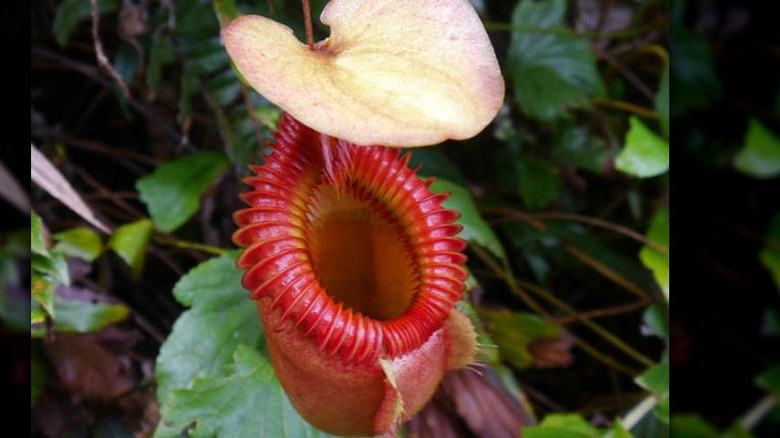 Closeup Kinabalu pitcher plant