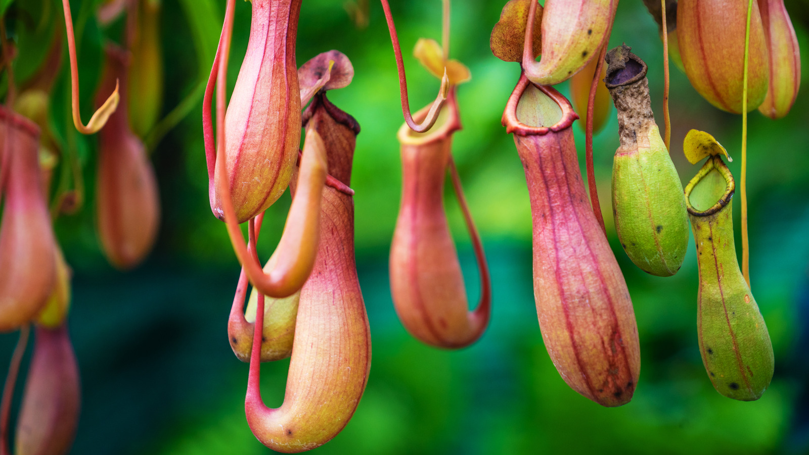 15 Types Of Pitcher Plants And How You Can Take Care Of Them