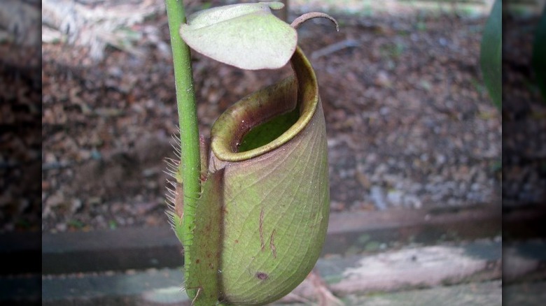 Closeup monkey cups