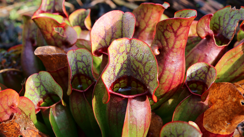 Parrot pitcher plants
