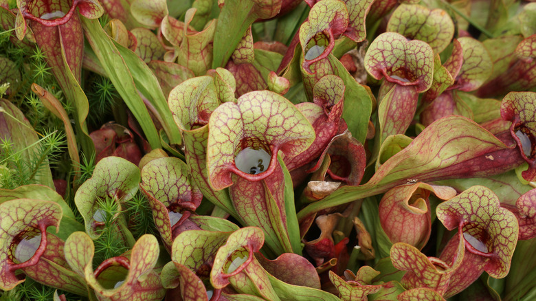 Purple pitcher plants