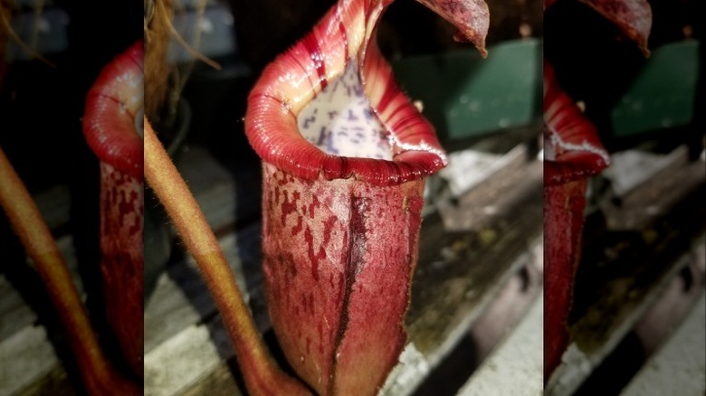 Closeup nepenthes edwardsiana