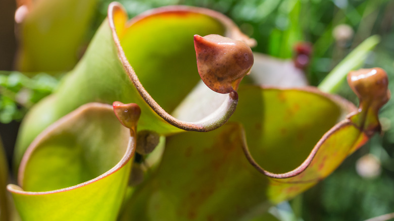 Closeup sun pitcher plant