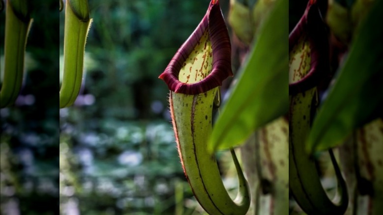 Closeup Veitch pitcher plant