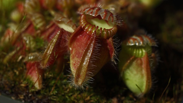 Closeup Western Australian pitcher plant