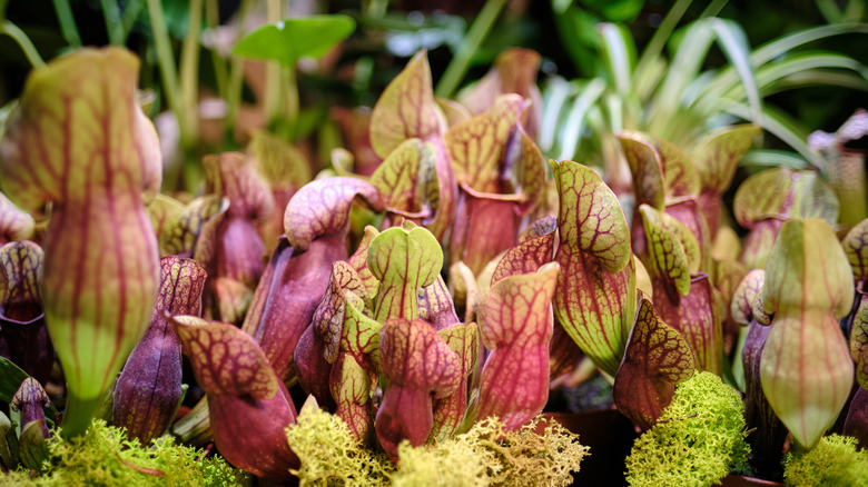 White trumpet pitcher plants