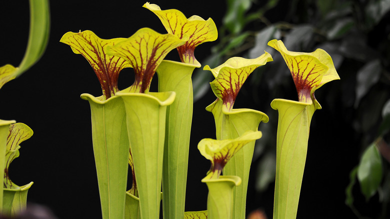 Yellow pitcher plants