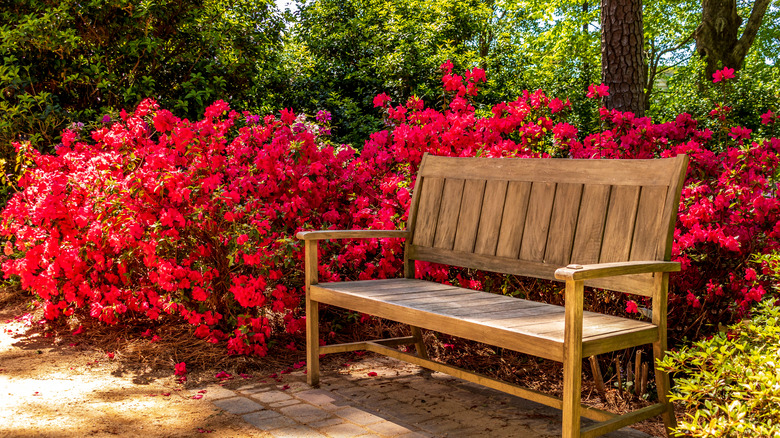 Red azalea bushes around bench