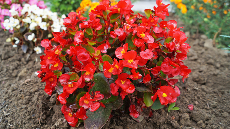 Red wax begonia