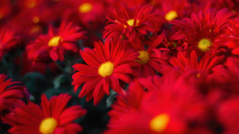 Red mums close-up