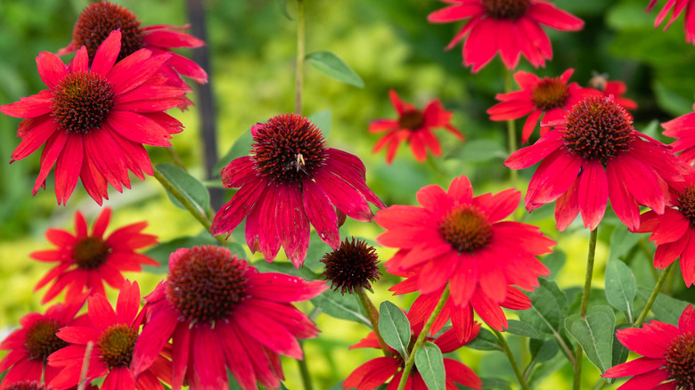 Red coneflower in garden