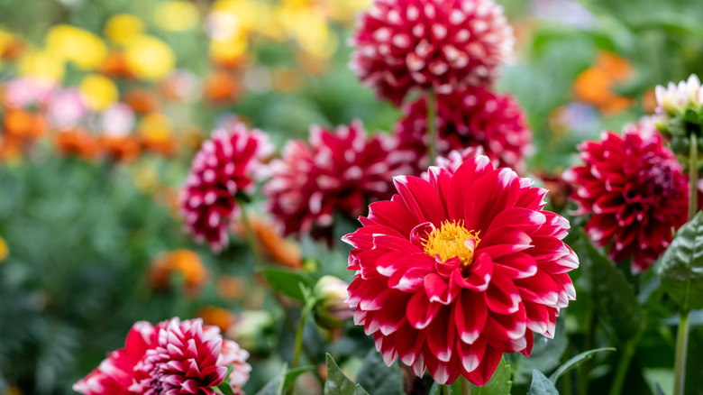 Red dahlia with yellow center