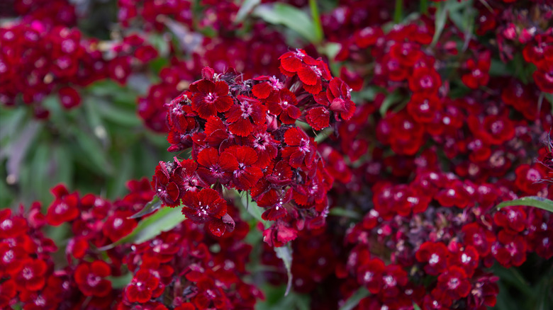 Red dianthus blooms and leaves