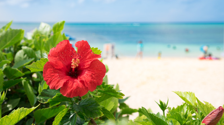 Red tropical hibiscus