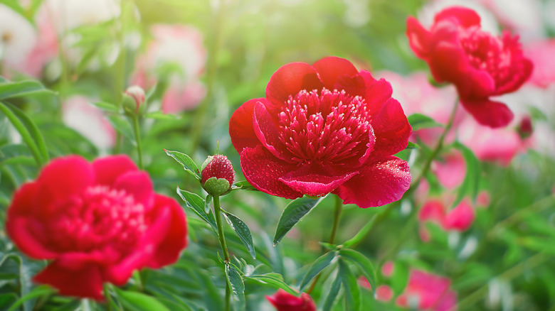 Red peonies in field