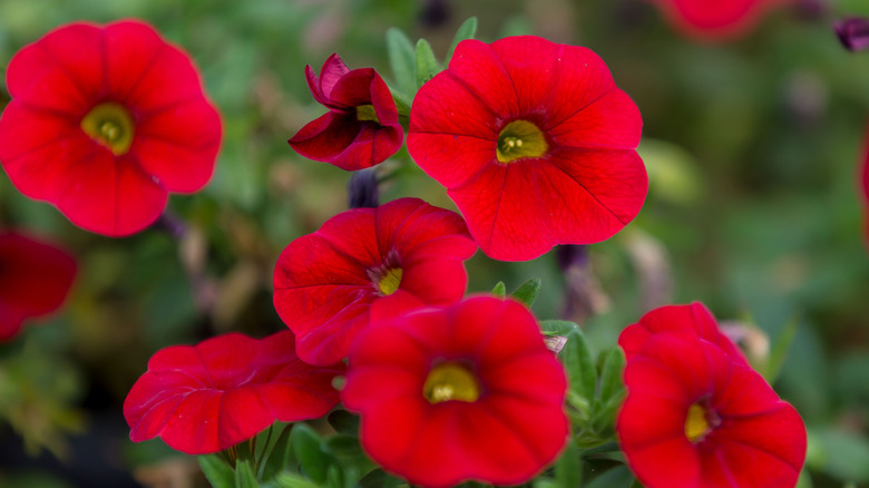 Red petunias in garden