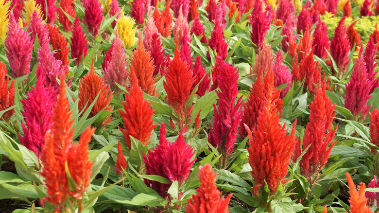 Red celosia in garden