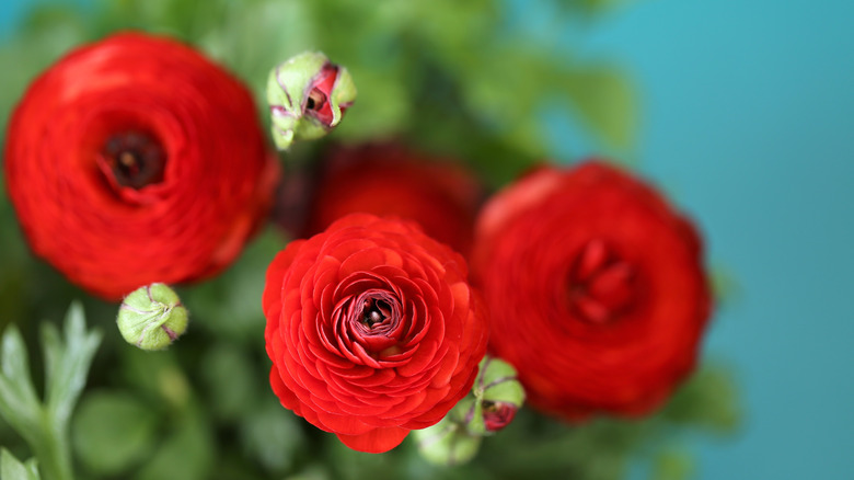 Red ranunculus blooms and buds