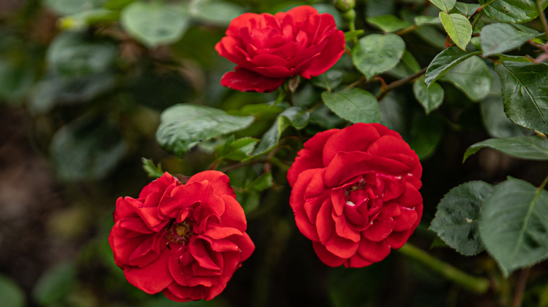 Red rosebush with green leaves