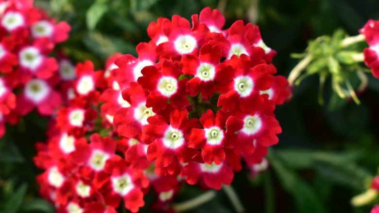 Red and white verbena