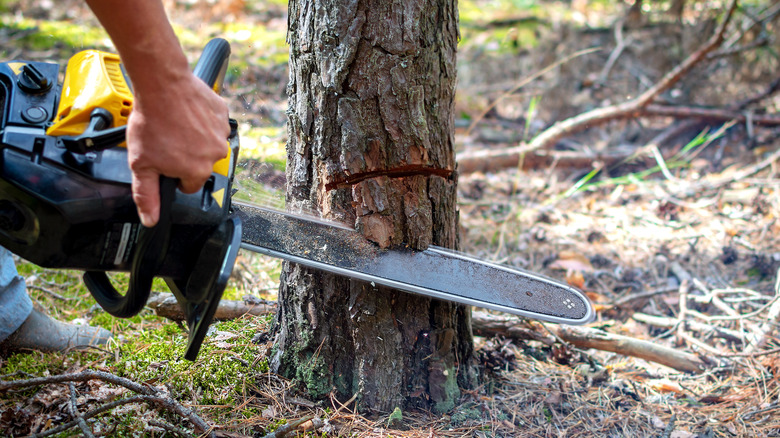 man cutting tree at the base with chainsaw 