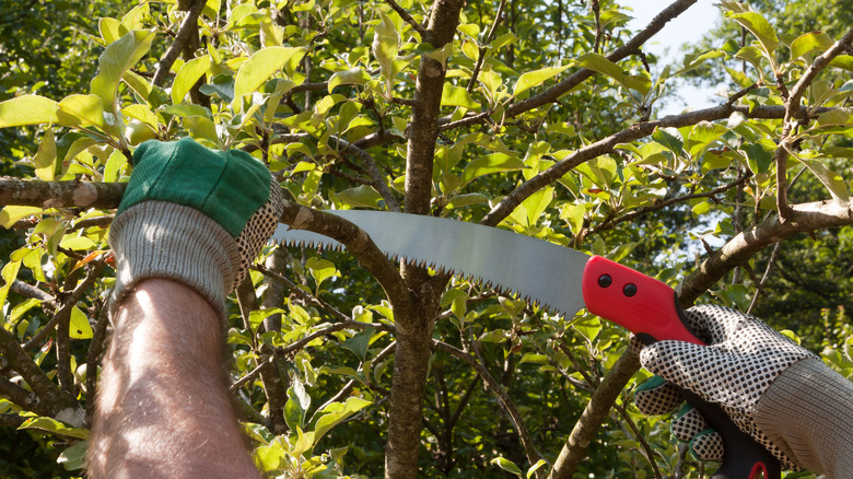 man pruning tree with pruning saw