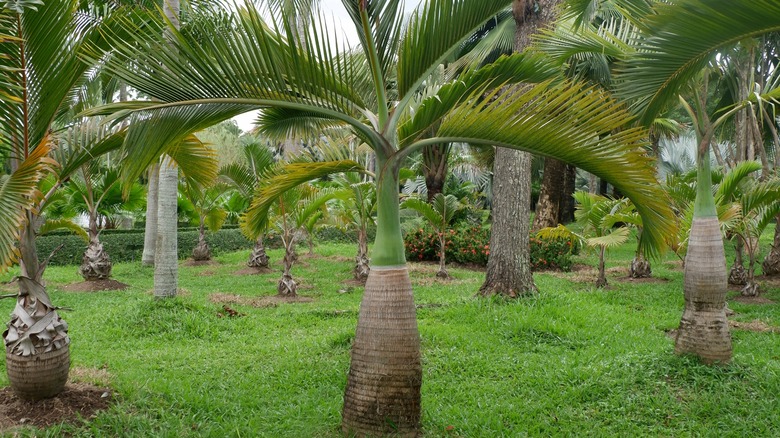 Bottle palm