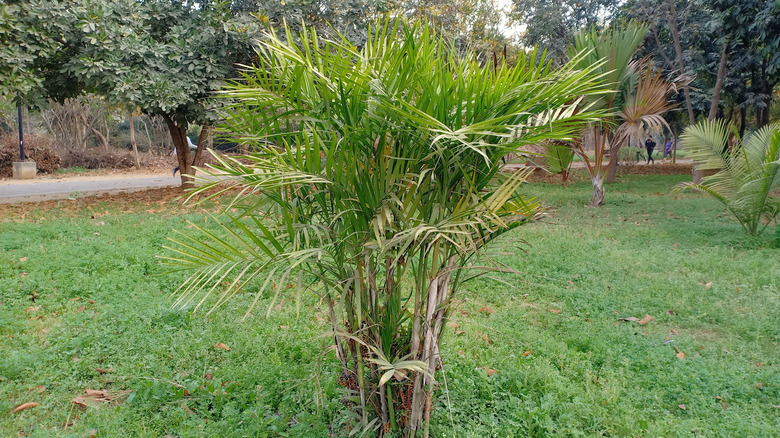 Cat palm