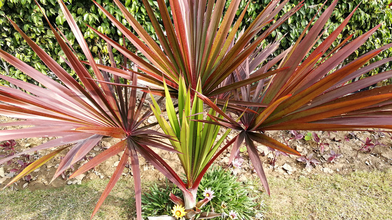 Sabal minor or Dwarf palmetto