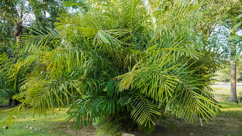 Dwarf sugar palm in Thailand