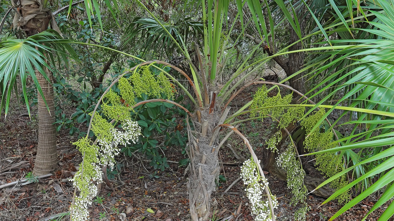 Florida thatch palm