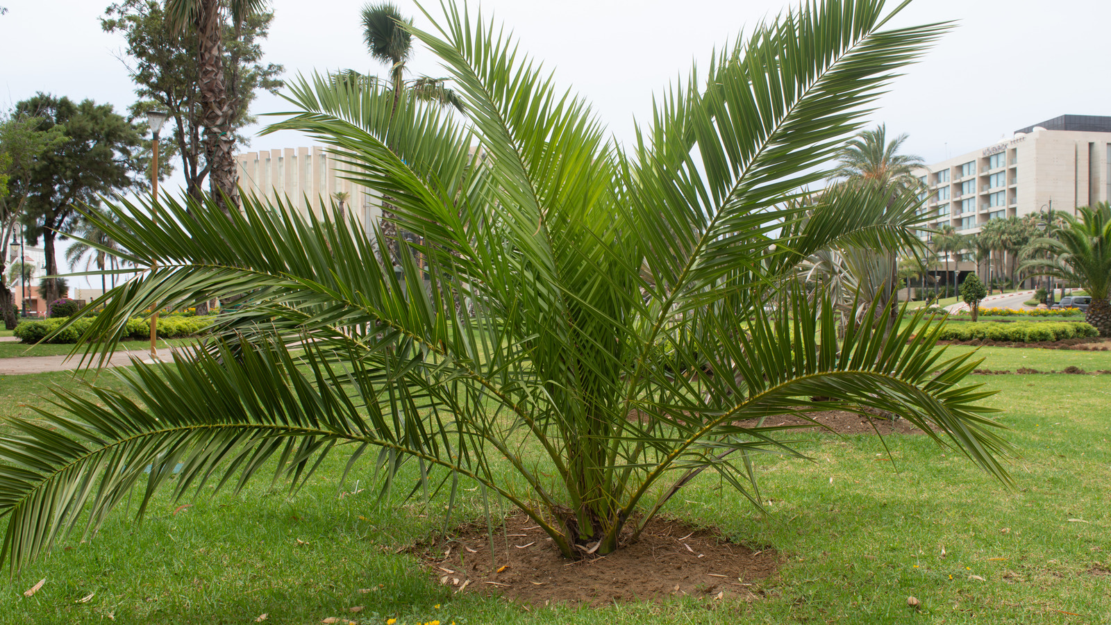 Small Palm Trees - Learn About Different Types Of Miniature Palm
