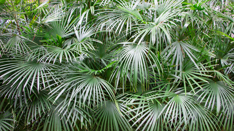 Needle palm