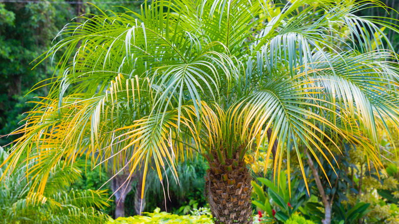 Pygmy date palm