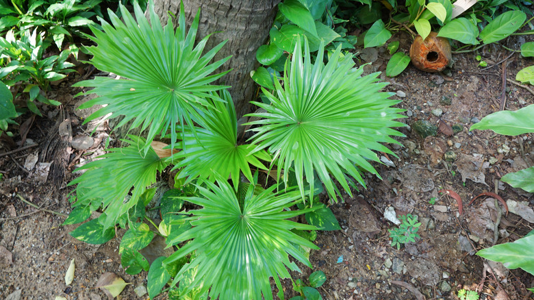 Saw palmetto