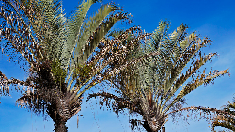 Triangle palm