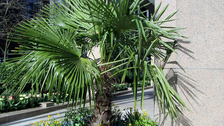 Windmill palm in Vancover