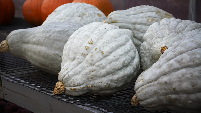 Blue Hubbard squash