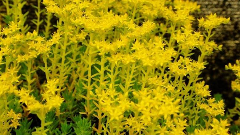 angelina stonecrop sedum flowers