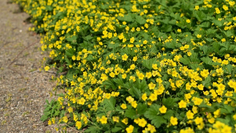 barren strawberry along gravel path